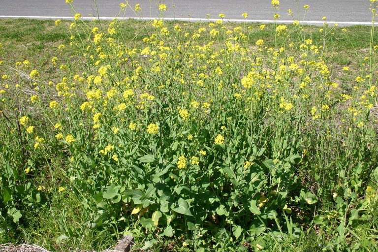 Wild turnip